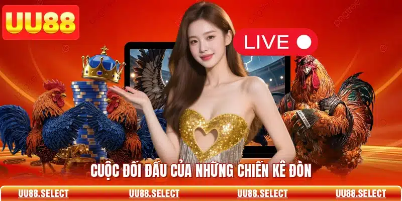 Cuộc đối đầu của những chiến kê đòn