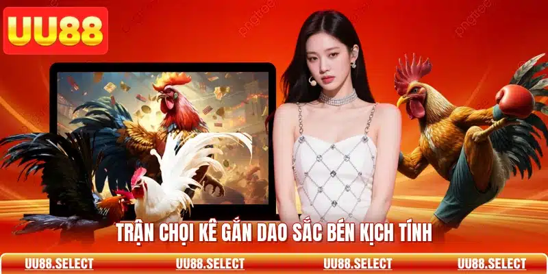Trận chọi kê gắn dao sắc bén kịch tính